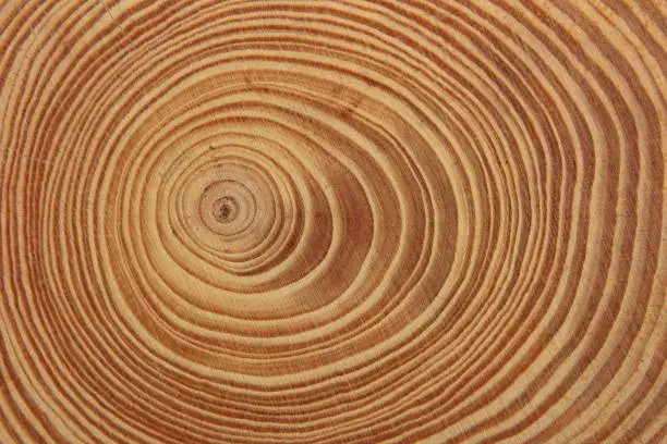 Photo of Tree stump, tree ring, wood texture