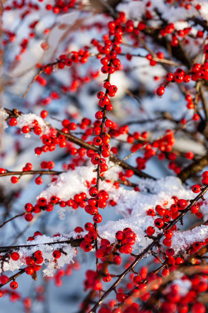 istock Red berries cotoneaster horizontalis under snow on sunny day. Vertical photo 1304379373