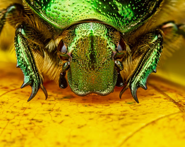 istock Green rose chafer beetle (Cetonia aurata) on yellow maple leaf close-up macro. 1304379660
