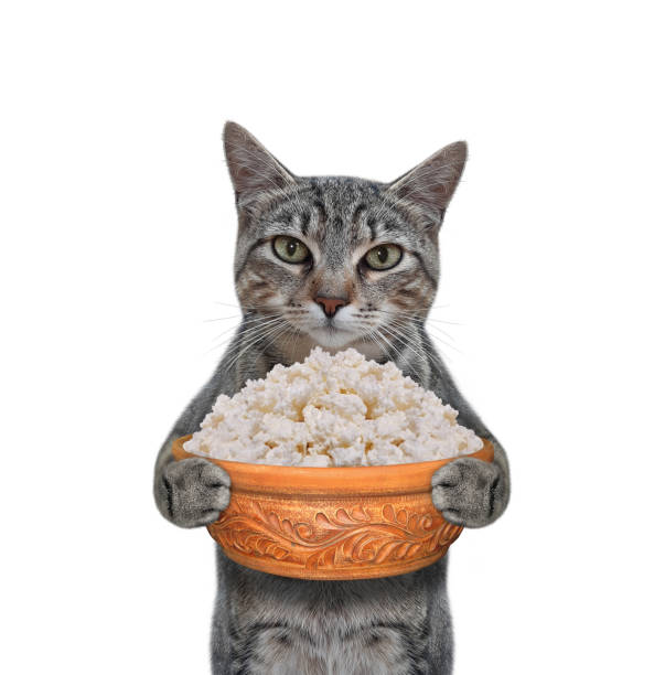 istock Cat gray holds bowl of cottage cheese 1304379679