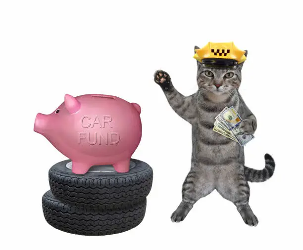 Photo of Cat gray saves money for car 2