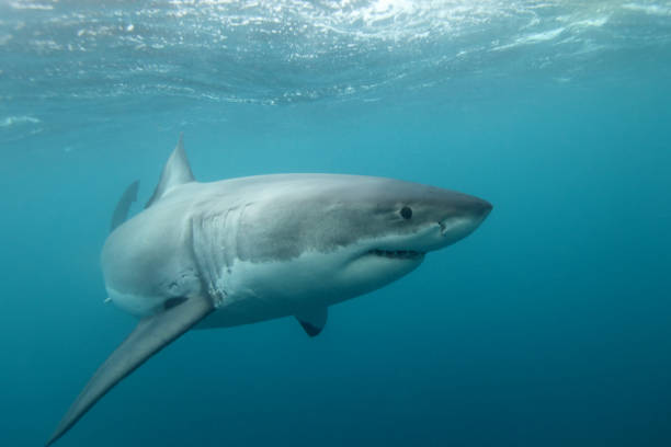 istock great white shark, Carcharodon carcharias, Neptune Islands, South Australia 1304380925
