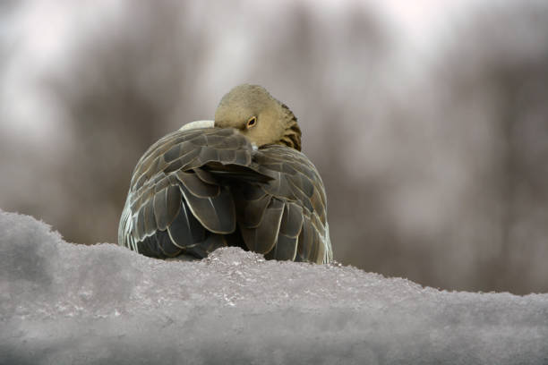 Ducks are seen on a snowy surface close to a frozen water area in winter.