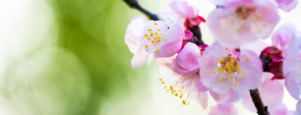 Flat lay with copy space. Model airplane and branches of cherry blossoms during flowering on a yellow background. (Selective focus) Close-up view of some Plum blossoms during the flowering season. Natural background with copy space, Kyoto, Japan mito ibaraki stock pictures, royalty-free photos & images