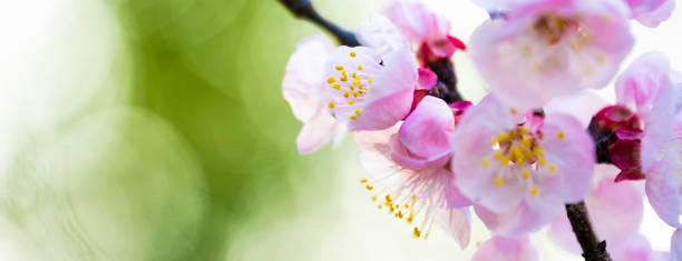 flat lay com espaço de cópia. modelo de avião e ramos de flores de cerejeira durante a floração em um fundo amarelo. - blossom cherry blossom tree white - fotografias e filmes do acervo