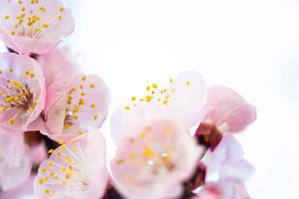 (Selective focus) Close-up view of some Plum blossoms during the flowering season. Natural background with copy space, Kyoto, Japan
