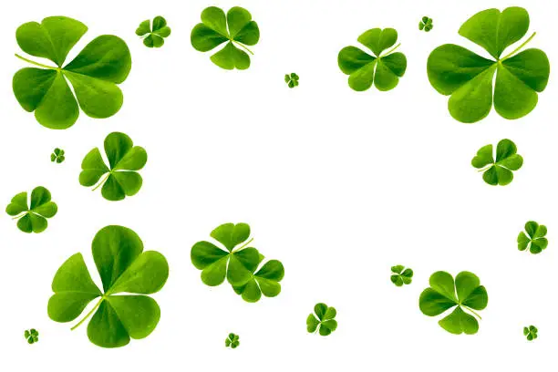 green clover leaves isolated on white background. St.Patrick 's Day. foliage