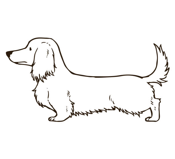 illustrazioni stock, clip art, cartoni animati e icone di tendenza di solo contorni lunghi del bassotto - dachshund