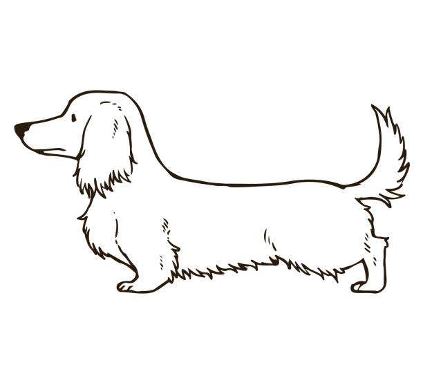 긴 머리 닥스훈트 윤곽 - miniature dachshund stock illustrations