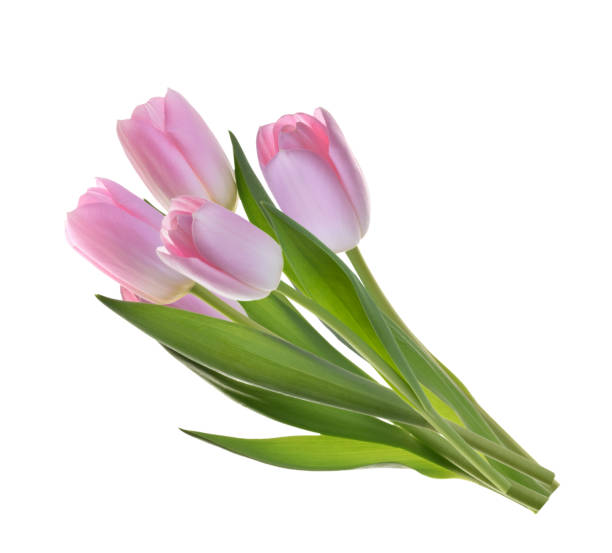 istock pink tulip flowers isolated without shadow 1304383402