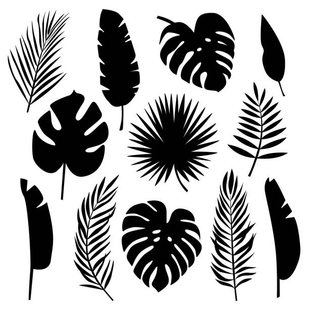 ilustraciones, imágenes clip art, dibujos animados e iconos de stock de conjunto de siluetas negras de hojas tropicales. usando ilustración. - hoja de palmera