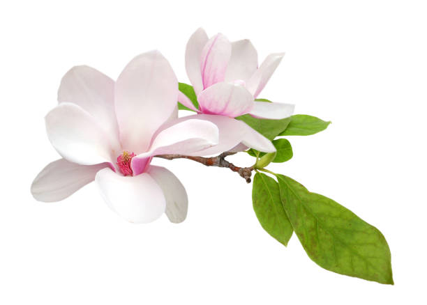 magnolia branch flower isolated white - magnolia blossom imagens e fotografias de stock