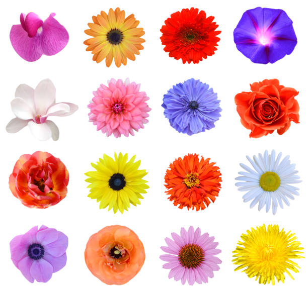 istock All sesonal flowers garden isolated white 1304384541