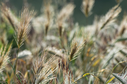 Ears of rye are covered with dew. Field in spring and summer.