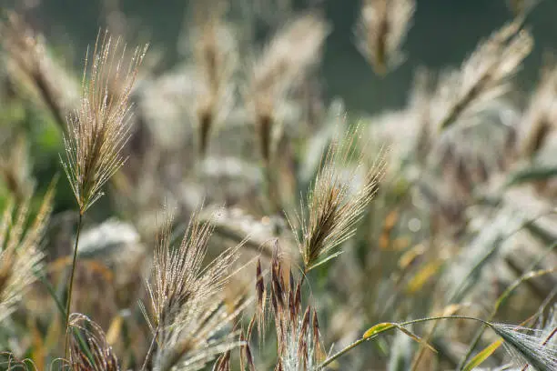 Ears of rye are covered with dew. Plant background. Field in spring and summer.