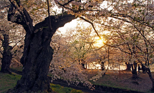 istock Hirosaki Cherry Blossom Landscapes 1304387290
