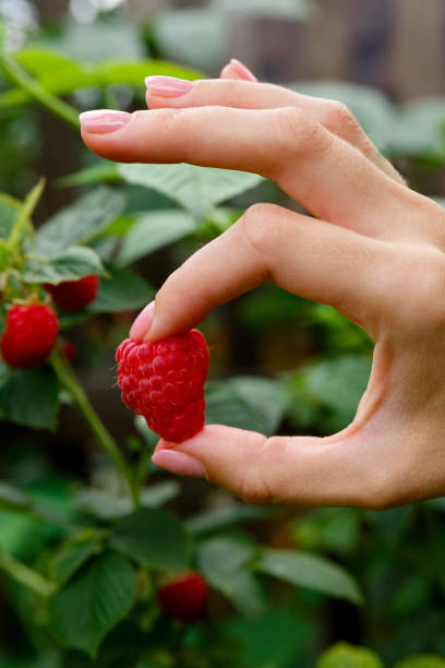 istock big raspberry in hand on a background of raspberry bush 1304387427
