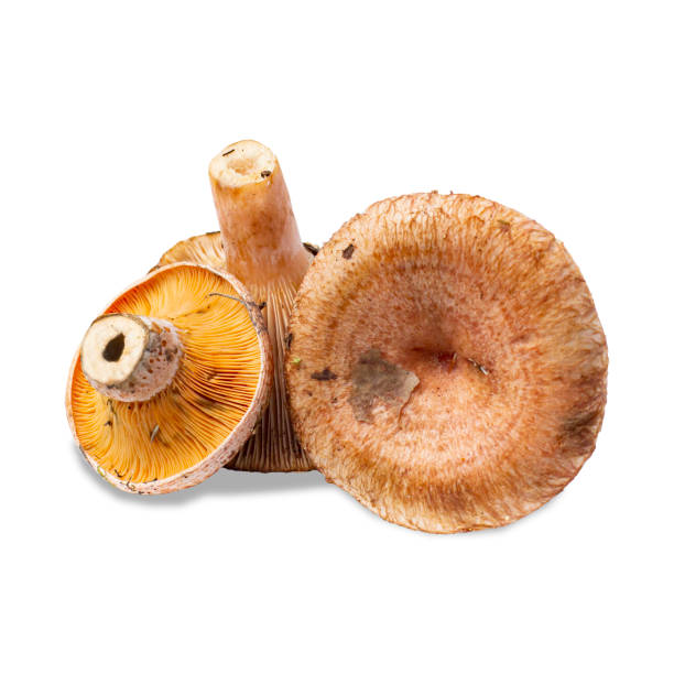 istock Bearded milkcap mushrooms or woolly milkcap close up on white, isolate 1304387636