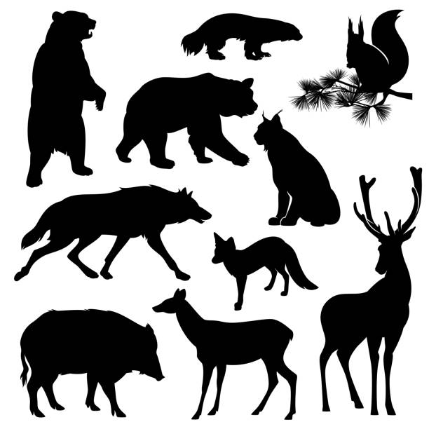 illustrations, cliparts, dessins animés et icônes de ensemble de silhouette de vecteur noir et blanc d’animaux sauvages - étendue sauvage état sauvage