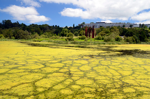 Eutrophication by algae in a water reservoir