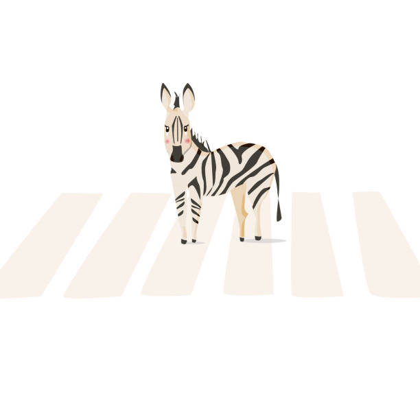 istock Zebra crosses the road at the crosswalk. Isolated animal vector illustraition on white background 1304389302