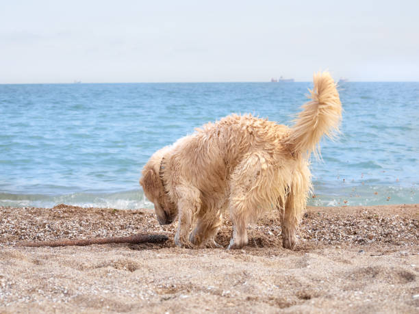 istock White retriever dog on the beach 1304390219