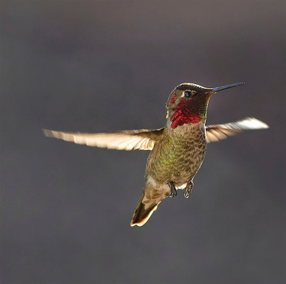 Hummingbird in Flight looking for Nectar