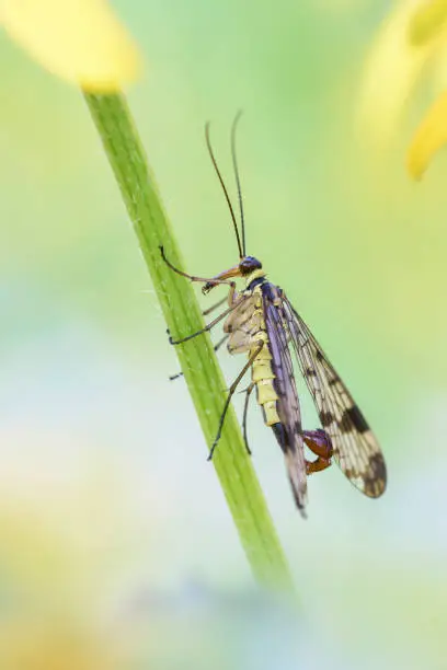 Common scorpionfly - Panorpa communis - male in its natural habitat