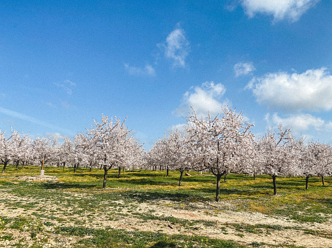 An almond tree blooming with white flowers stands. High quality photo