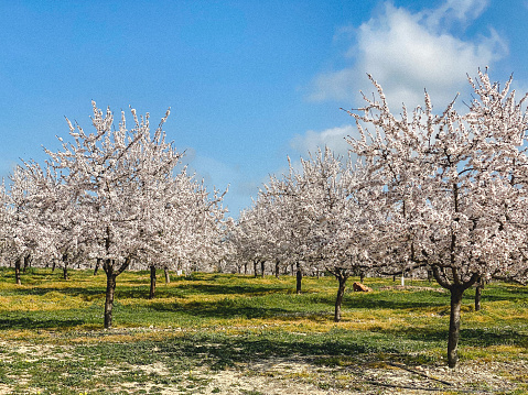 almond blossom field landscape