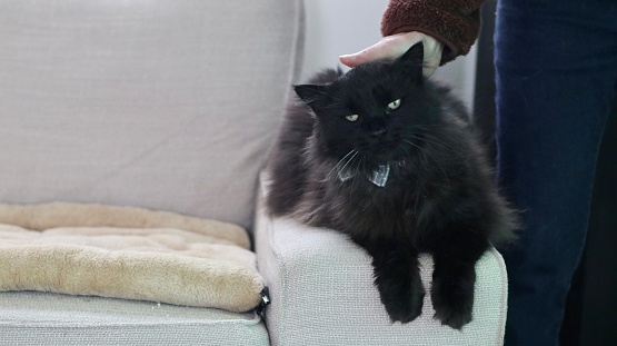 Cute black cat relaxing with a woman in the living room