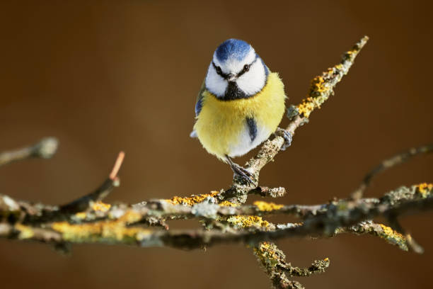 istock Close-up of a Blue tit sitting in a tree (Cyanistes Caeruleus) 1304392450