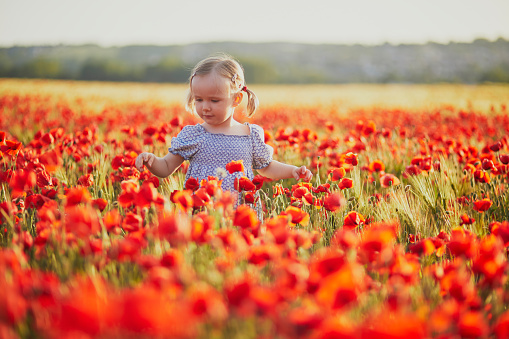 Adorable toddler girl in blue dress walking in the field of blooming poppies. Happy child in poppy meadow. Kids exlporing nature