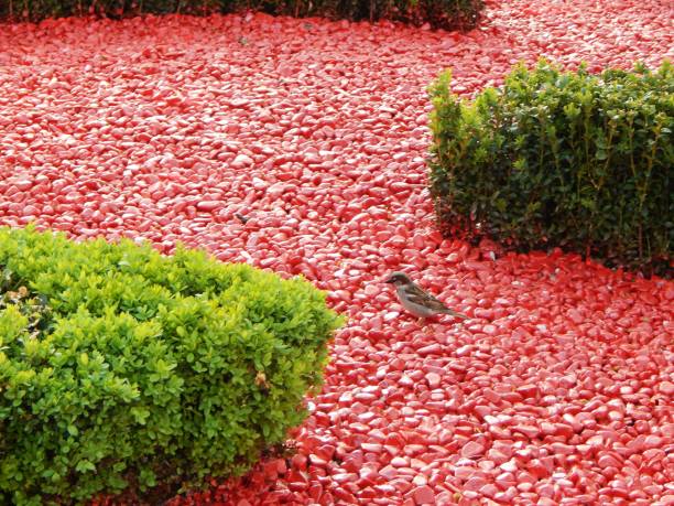 Sparrow on the path of red ornamental pebbles in the park