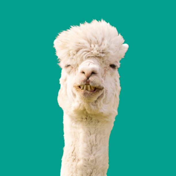 istock Funny alpaca llama on blue background 1304396175