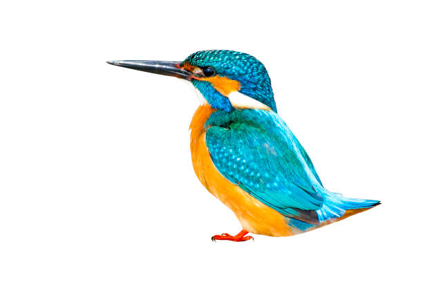 pássaro isolado kingfisher. fundo branco. - guarda rios - fotografias e filmes do acervo