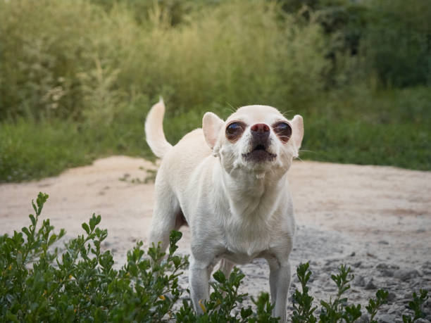 istock Portrait of small dog. 1304397153