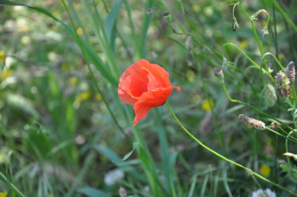 istock Single Poppy in a Field of Wheat 1304397245
