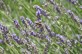 Purple green lavender field and wasp pollinating on flower.