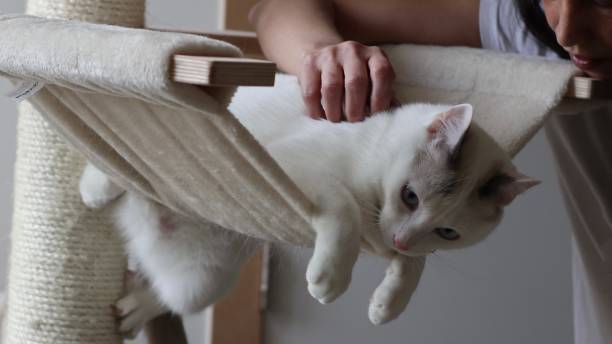 istock Cute white cat relaxing with a woman 1304398344