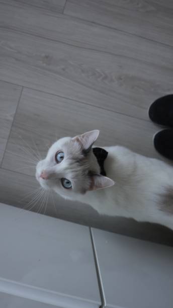 Cute white cat relaxing with a woman