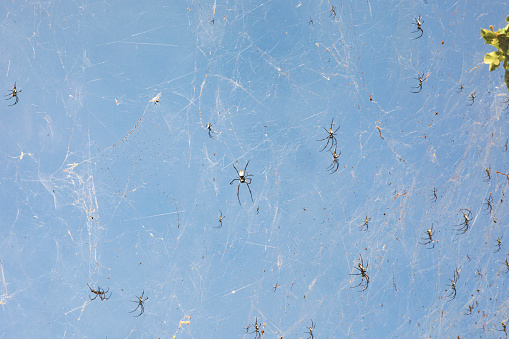 A lot of Exotic spiders hanging on the spider web on blue sky background.