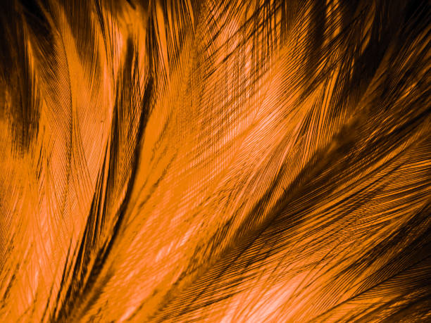 istock Beautiful abstract white and brown feathers on black background, soft yellow feather texture on white pattern and yellow background, feather background, gold feathers banners 1304399997
