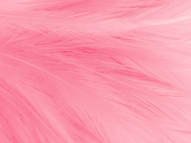 istock Beautiful abstract light pink feathers on white background,  white feather frame texture on pink pattern and pink background, love theme wallpaper and valentines day, sweet heart wedding 1304400049