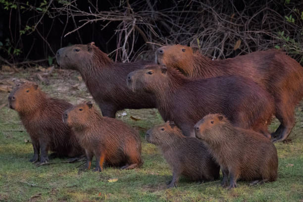 Capybara family by the river