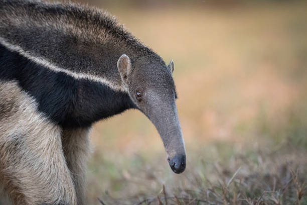 Giant anteater in the Pantanal A giant anteater walking across the open savanna in Brazil's Pantanal. Fazenda Barranco Alto, Mato Grosso do Sul. Giant Anteater stock pictures, royalty-free photos & images