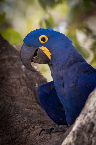 istock Hyacinth Macaw in the Pantanal 1304400915