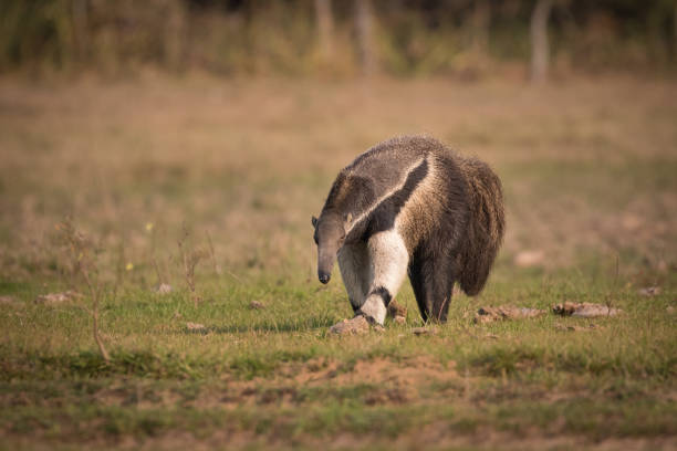 istock Giant anteater in the Pantanal 1304401006