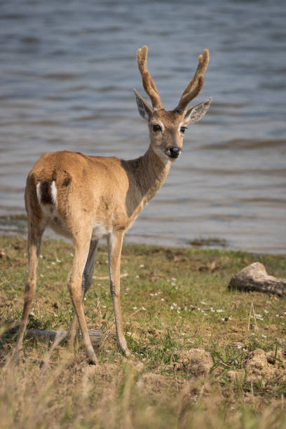 147 Pampas Deer Stock Photos, Pictures & Royalty-Free Images - iStock | Maned wolf, Grassland 147 Pampas Deer Stock Photos, Pictures & Royalty-Free Images - iStock | Maned wolf, Grassland
