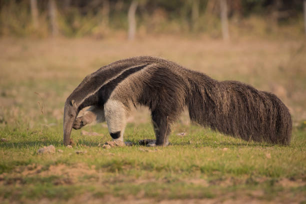 Giant anteater in the Pantanal A giant anteater walking across the open savanna in Brazil's Pantanal. Fazenda Barranco Alto, Mato Grosso do Sul. Giant Anteater stock pictures, royalty-free photos & images